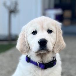 Golden Retriever Puppies from Huckaby’s English Golden Retrievers