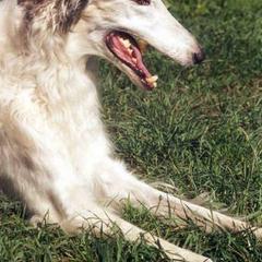Borzoi All Grown Up from Agust Borzoi