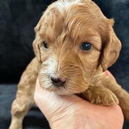 Piglet - Red and white male Cockapoo puppy in Adrian, Oregon from ApplebyFarm