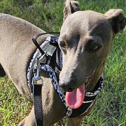 Bluey - Italian Greyhound