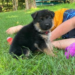 Miss Red - Black and tan female German Shepherd puppy in Lawton, Michigan from Free Indeed Shepherds