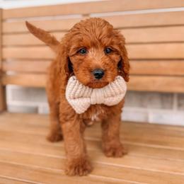 Apollo - Red  male Goldendoodle puppy in Iola, Texas from Supreme Doodles of Texas