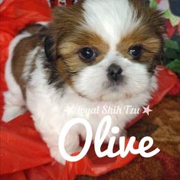 Zoey - Red and white female Shih Tzu puppy in Peoria, Arizona from Loyal Shih Tzu
