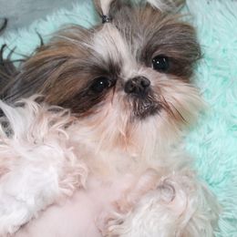 Cookie - Shih Tzu
