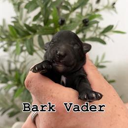 Bark Vader - male Golden Mountain Doodle puppy in Puyallup, Washington from Majestic Mtn Pups