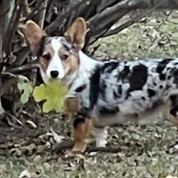 Hilde - American Corgi