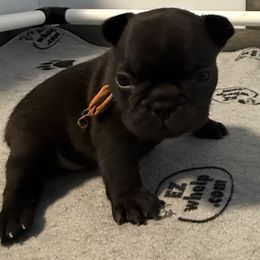 Dublin - Brindle French Bulldog puppy in Leonardtown, Maryland from Cedar Croft Kennel