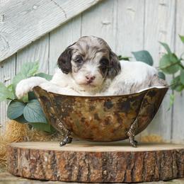 Chocolate Chip - Merle male Cockapoo puppy in Seattle, Washington from Sweet Home Doodles