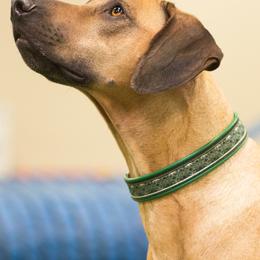 Rhodesian Ridgebacks from Lynne Newman's Rhodesian Ridgebacks