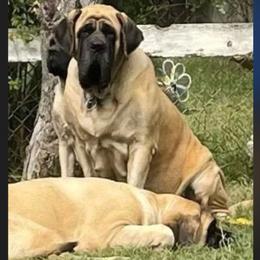 Dania - Mastiff