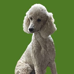 Gigi - Poodle