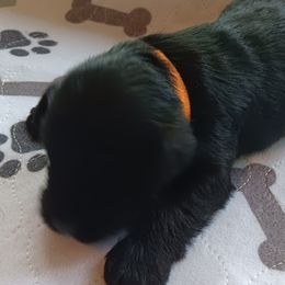 Girl 5 - Black Miniature Schnauzer puppy in Asheville, North Carolina from Farbe Miniature Schnauzers