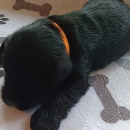 Girl 5 - Black Miniature Schnauzer puppy in Asheville, North Carolina from Farbe Miniature Schnauzers