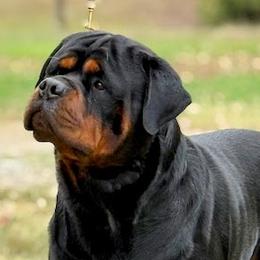 Rottweiler puppies from Von Hause Sarjen