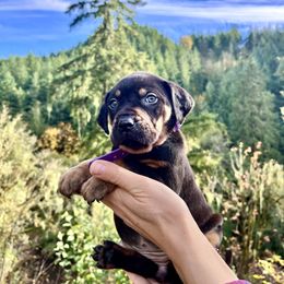 Paprika - Black female Catahoula Leopard Dog puppy in Washington from Coweeman Catahoulas
