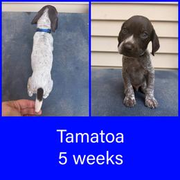 Tamatoa - Liver and white male German Shorthaired Pointer puppy in Marshfield, Missouri from Pebblebrook German Shorthaired Pointers