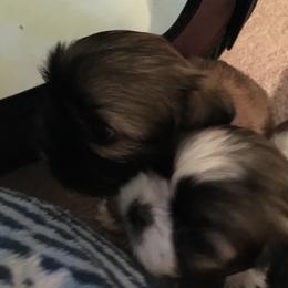 Shih Tzu Puppies from Sugar Paws Heavenly Shih Tzu’s