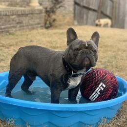 Blonco - French Bulldog