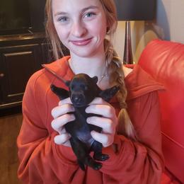 Tollett - Black female Scottish Terrier puppy in Crossville, Tennessee from Cavern Kennels