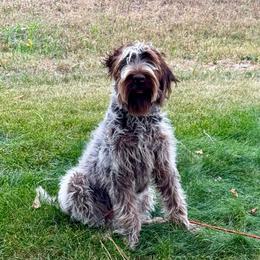 Belle Starr - Brown and gray female Wirehaired Pointing Griffon puppy in Custer, South Dakota from Twenty-Mile Griffons