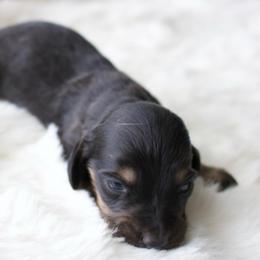 June - Black and cream female Dachshund puppy in Morrow, Ohio from Courtney’s Colorful Doxies