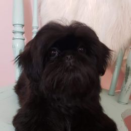 Shih Tzu and Yorkshire Terrier Puppies from Topknot Shih Tzu & Yorkie