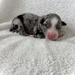 Cinch - Blue merle male Aussiedoodle puppy in Clara City, Minnesota from Good Shepherd Aussiedoodles