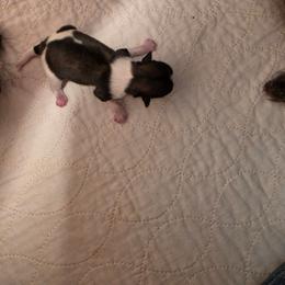 Boy  tri - Brindle male Shih Tzu puppy in Missouri from Farm Animal Mommy Shih tzu's Michalek Dog Breeder