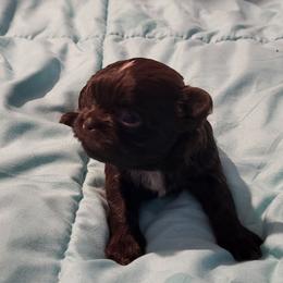 BaBoo - Sable male Shih Tzu puppy in Newport, Arkansas from Gina's Lil Zues and Yorkies Kennel