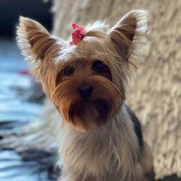 Yorkshire Terriers from Lorenia's Yorkshire Terriers