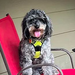 Paisley - Goldendoodle
