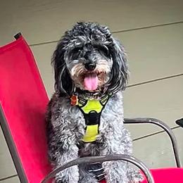Paisley - Goldendoodle
