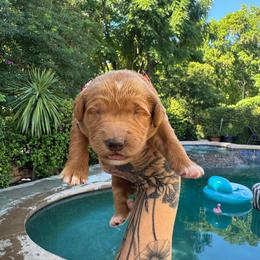 Girl 2 - Apricot female Goldendoodle puppy in La Verne, California from Marshall Goldendoodles