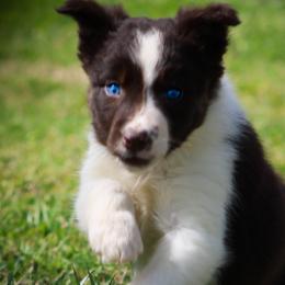 Border Collies from Dual Oaks Farm