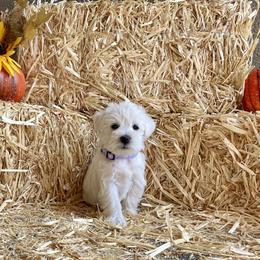 Miniature Schnauzer Puppies from Schnauzers on Robinson Lane