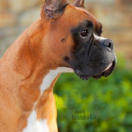 Mister - Boxer