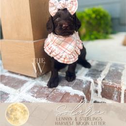 Solara - Chocolate female Goldendoodle puppy in Soddy Daisy, Tennessee from The W Doods