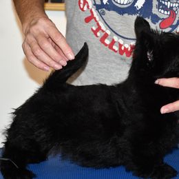 Scottish Terrier Puppies from Scottish Terriers at The Rock