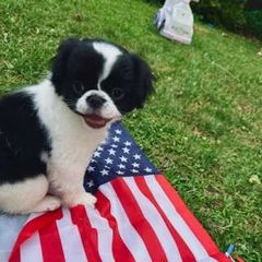 Boy#7 Po - Black and white Japanese Chin puppy in Vernon, Connecticut from Chin Babies