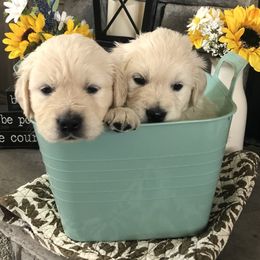 Golden Retriever Puppies from Reel Ridge Farm