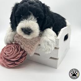 Bernedoodle and Sheepadoodle Puppies from Four Front Doodles LLC.
