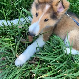 Collie Puppies from High Altitude Collies