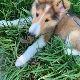 Collie Puppies from High Altitude Collies