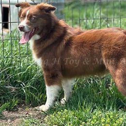 Josey - Miniature Australian Shepherd
