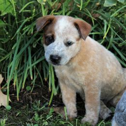 Australian Cattle Dog Puppies from 4 Hills Cattle Dogs