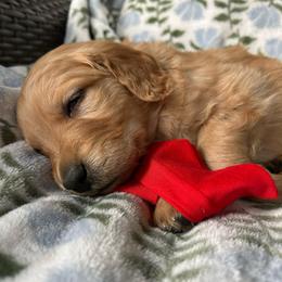 Red Collar - Male 5 - Golden male Golden Retriever puppy in Bonanza, Oregon from Gold 'N Dust Ranch