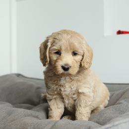 Yellow - Cream female Australian Labradoodle puppy in Williamstown, New York from Lewis Manor Labradoodles