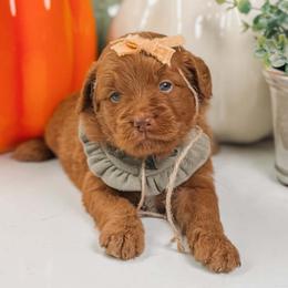 SALLY - Red  female Goldendoodle puppy in Iola, Texas from Supreme Doodles of Texas