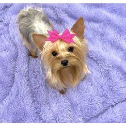 ✨Queen Rosalie✨ - Yorkshire Terrier
