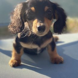 Dachshund Puppies from Haven Ridge Doxies